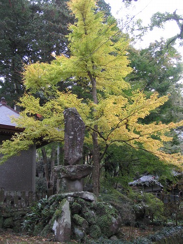 長安寺の金明孟宗竹18