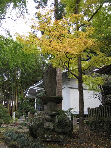 長安寺の金明孟宗竹19