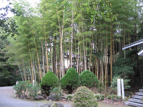 長安寺の金明孟宗竹6