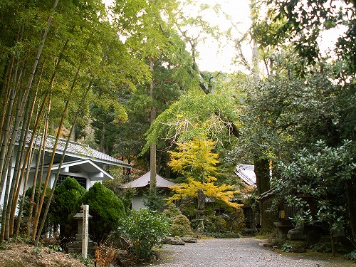 長安寺の金明孟宗竹7