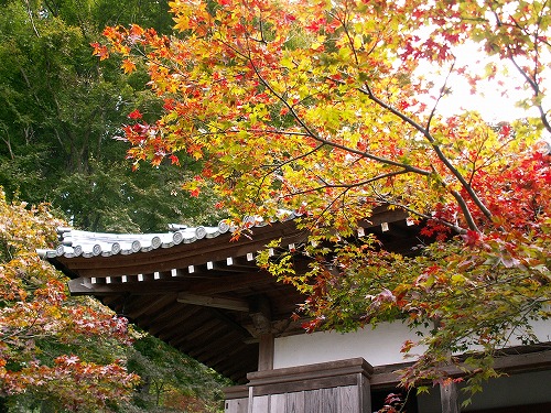 長安寺の金明孟宗竹15
