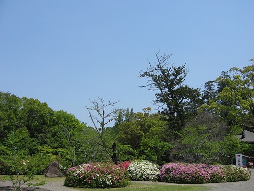 宇佐神宮・藤棚5