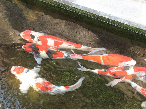 稲葉家下屋敷7