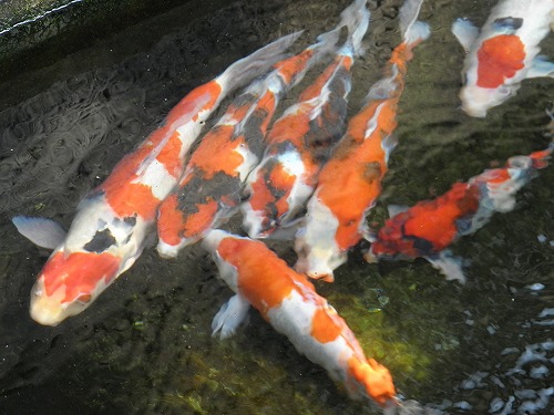 稲葉家下屋敷8