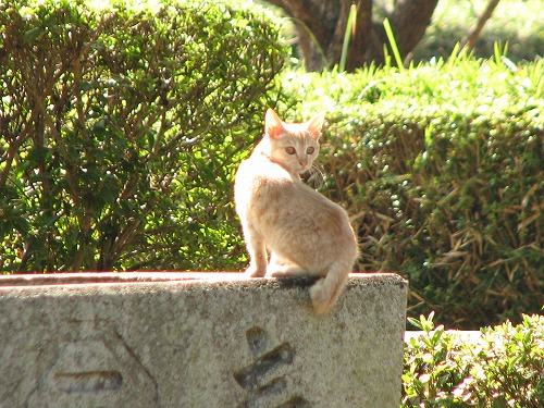八坂神社18