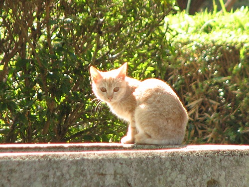 八坂神社19