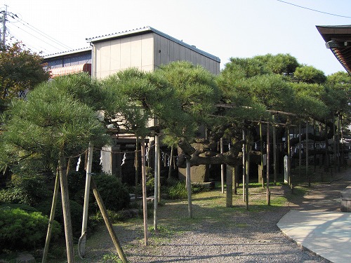 群雲の松3