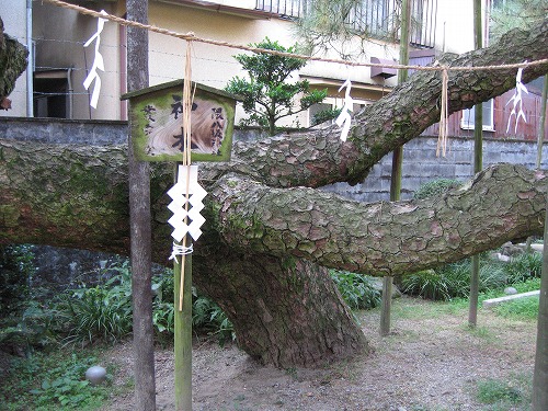 群雲の松5
