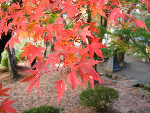 秋の岡城4