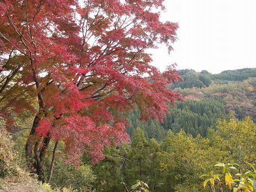 秋の岡城23