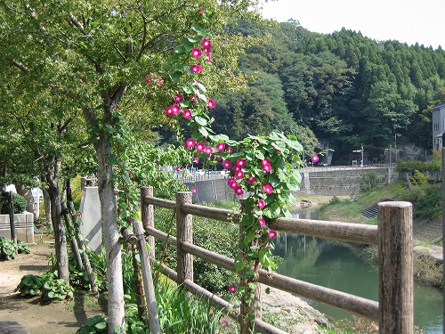 稲葉川1
