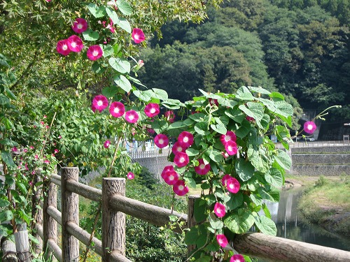 稲葉川2