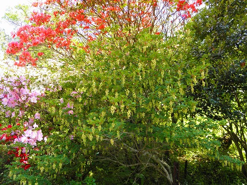 春庭2