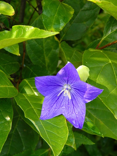 夏庭22