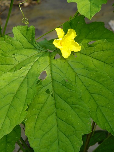 夏庭27