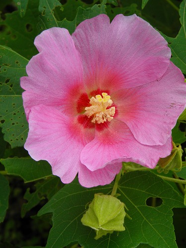 夏庭12