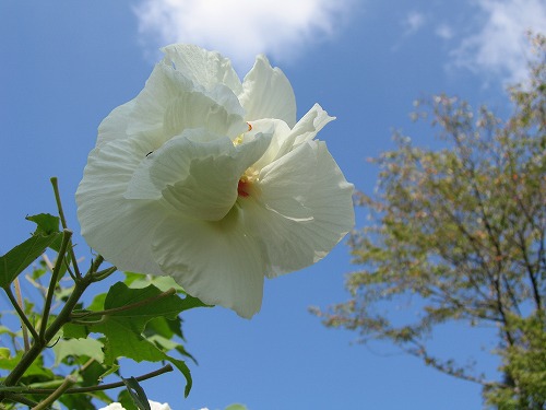 夏庭11