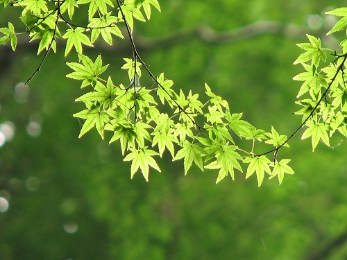黄牛の滝13