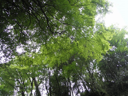 黄牛の滝16