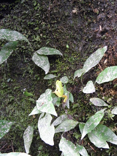 黄牛の滝18