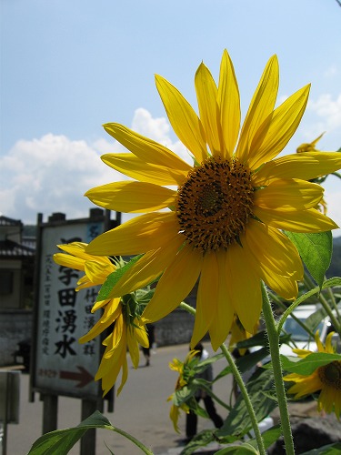 湧水プール1