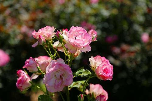 花公園5