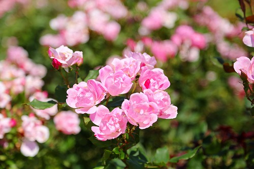 花公園6