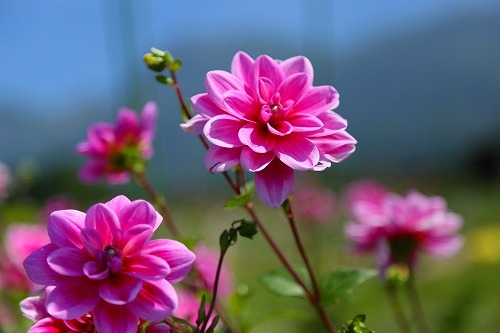 花公園4