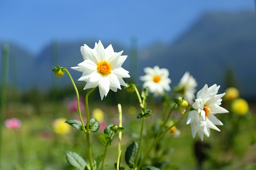 花公園7