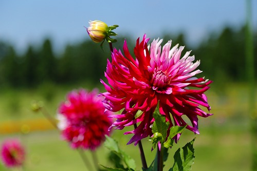 花公園8