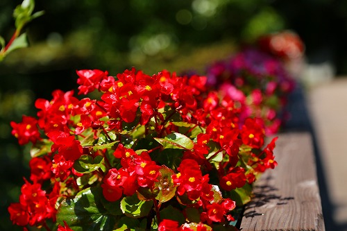 花公園9