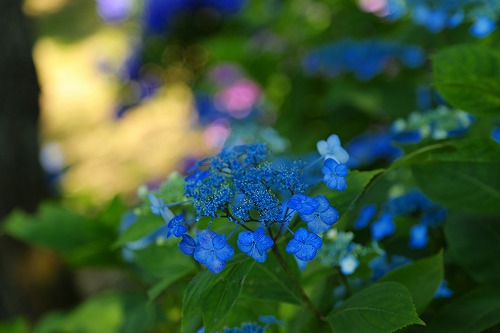花公園11