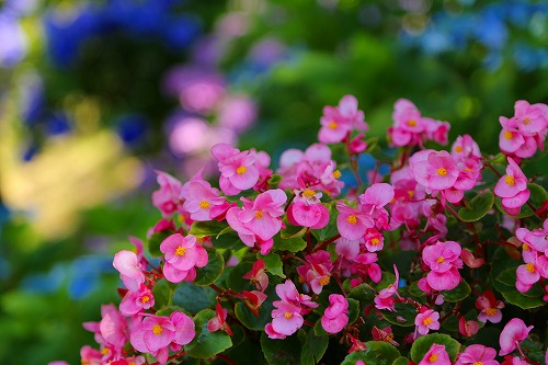 花公園12