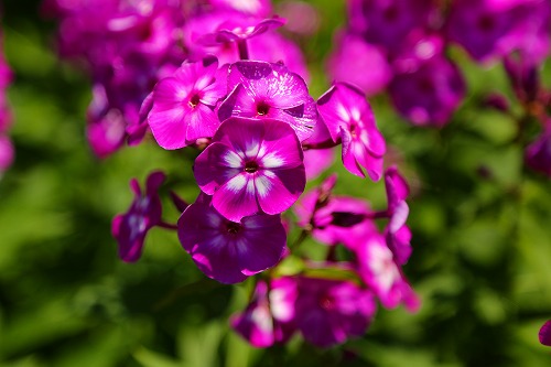 花公園14