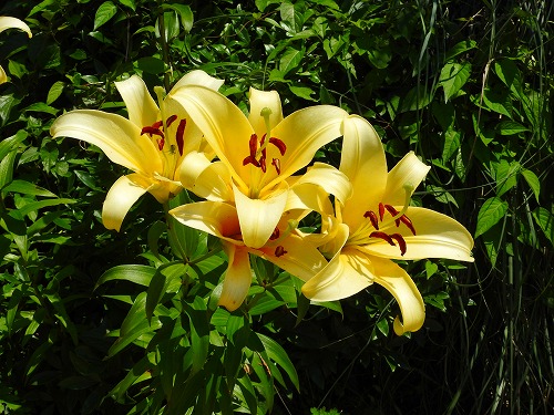 花公園17