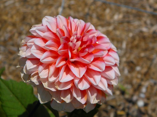 花公園18