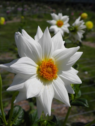 花公園22