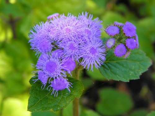 花公園19