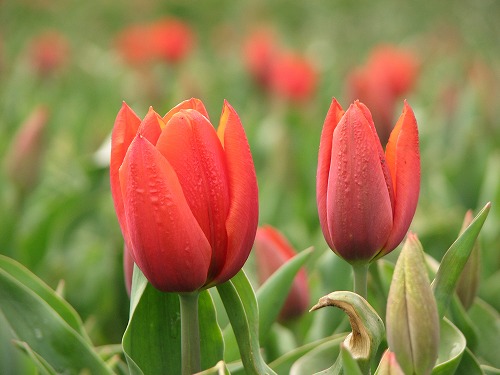 花公園2