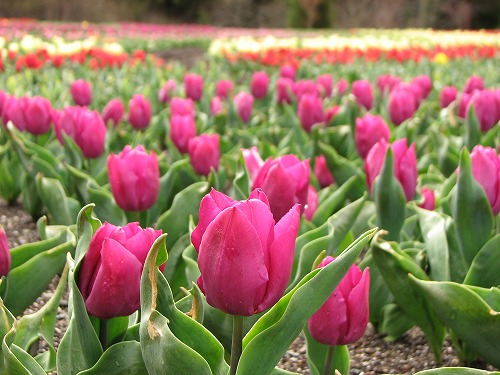 花公園3