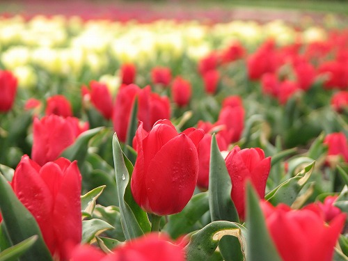 花公園4