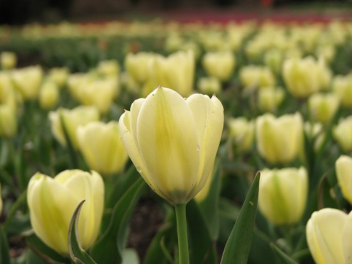 花公園5