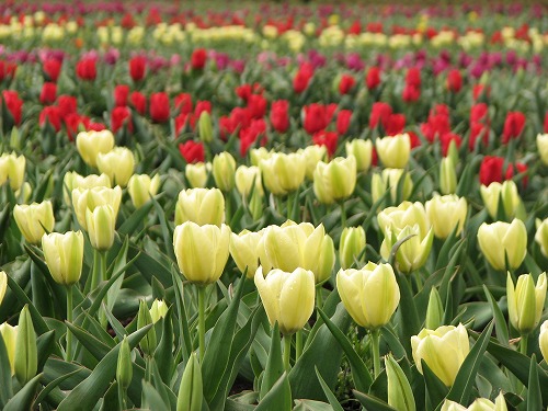 花公園6