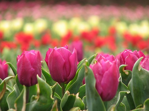 花公園1