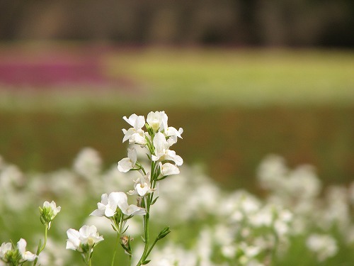 花公園8