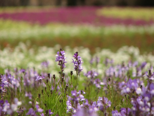 花公園9