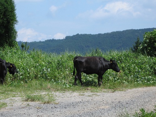 久住高原11
