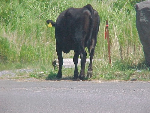 久住高原16