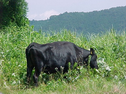 久住高原12