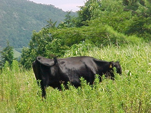 久住高原13